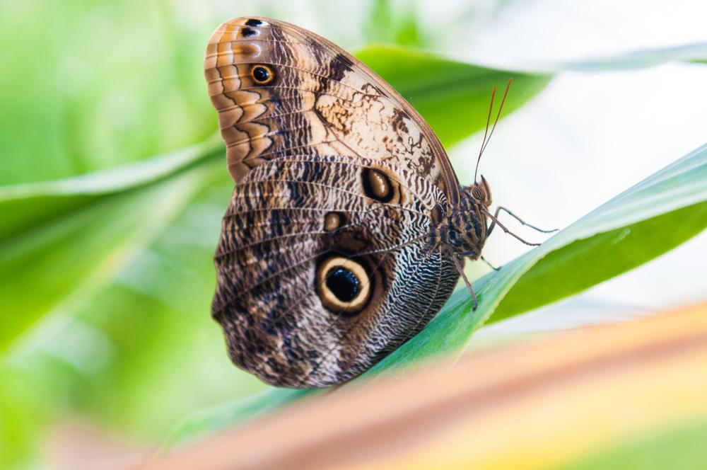 giant owl butterfly